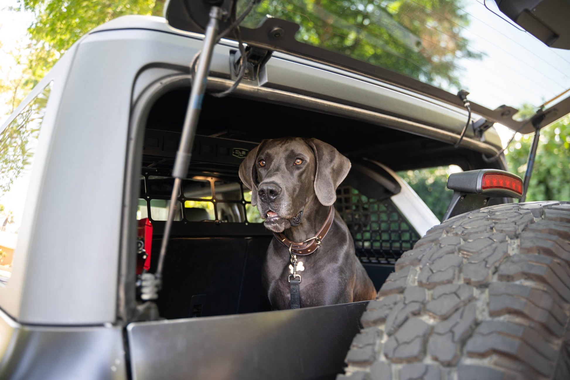 2021-2024-Ford-Bronco-Dog-Barrier-With-Dog-3.jpg