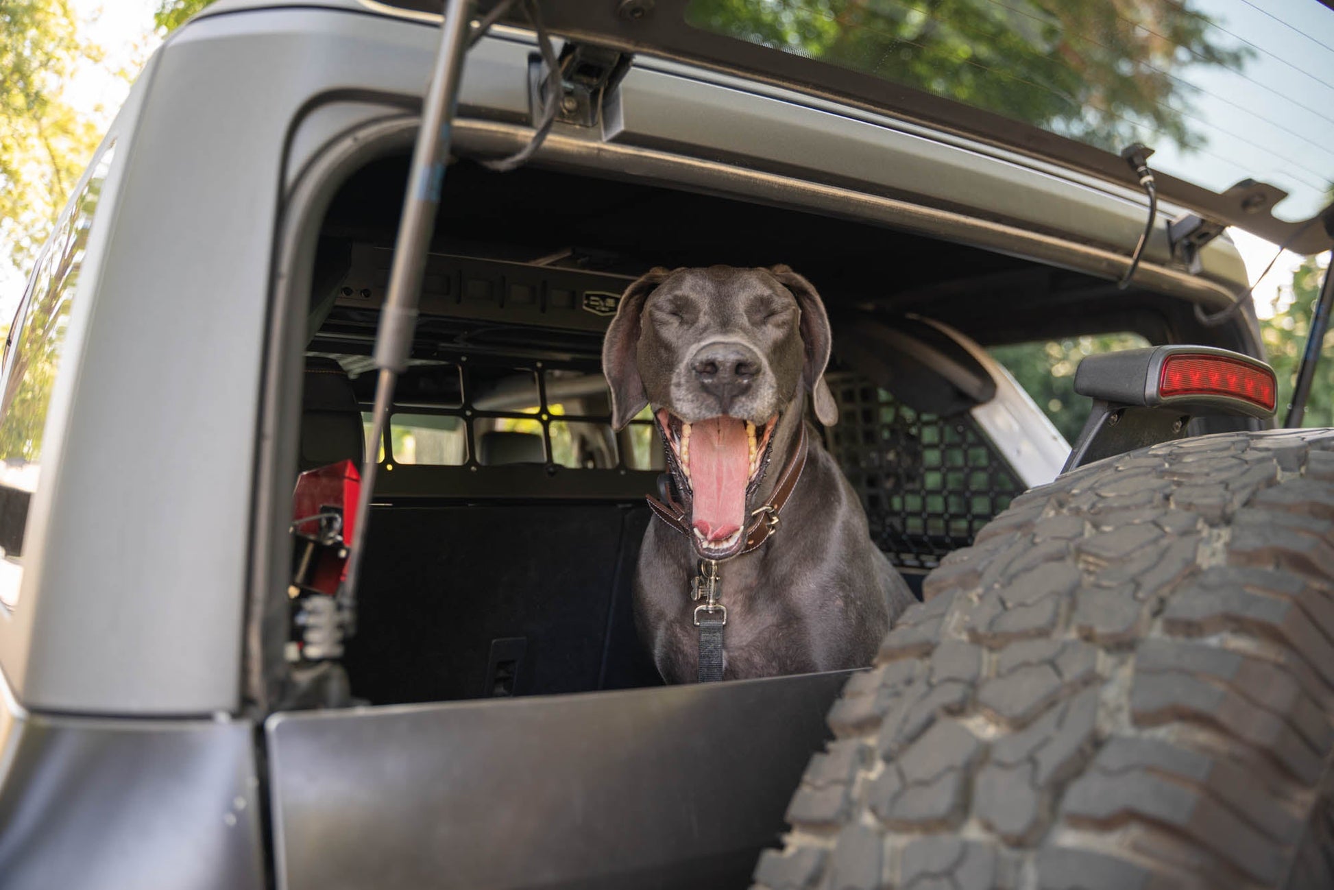 2021-2024-Ford-Bronco-Dog-Barrier-With-Dog-4.jpg