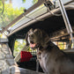 2021-2024-Ford-Bronco-Dog-Barrier-With-Dog-6.jpg