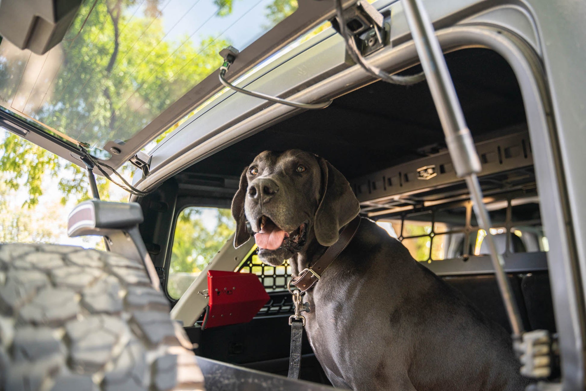 2021-2024-Ford-Bronco-Dog-Barrier-With-Dog-6.jpg