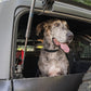 2021-2024-Ford-Bronco-Dog-Barrier-With-Dog-7.jpg