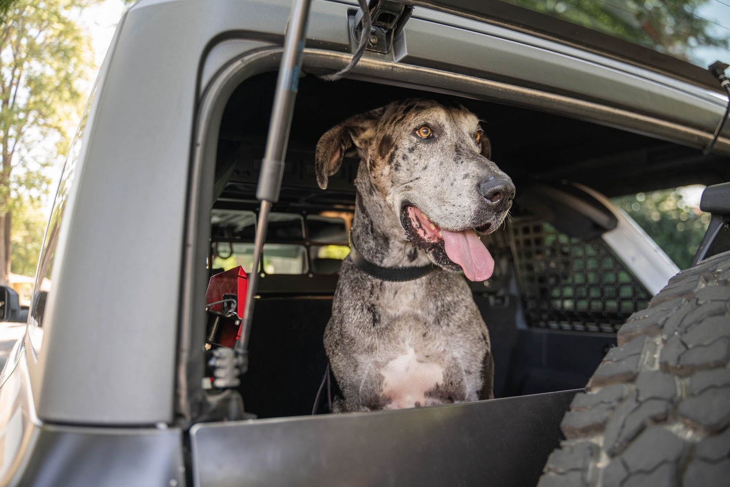 2021-2024-Ford-Bronco-Dog-Barrier-With-Dog-7.jpg