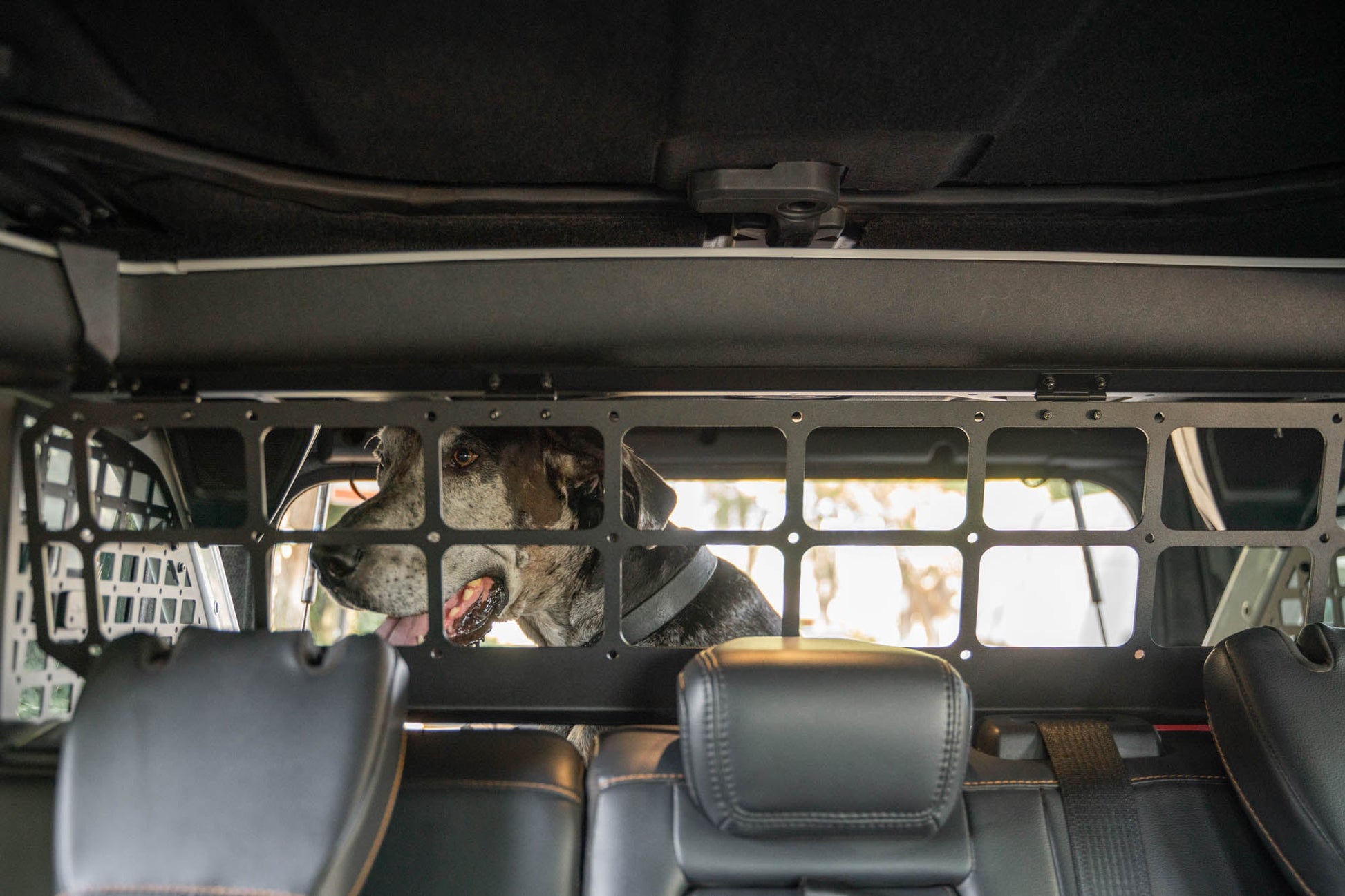 2021-2024-Ford-Bronco-Dog-Barrier-With-Dog-8.jpg