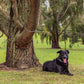 Pet Tethering Leash System